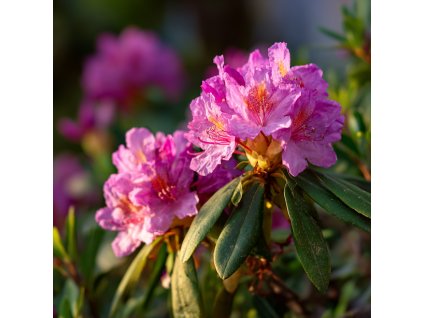 rododendron cosmopolitan svetle ruzove kvety s jemnou kresbou na stalezelenem keri