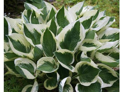 HOMI 1w Hosta MinutemanDSC03454.1544050226