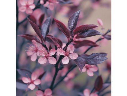 Slivoň myrobalán 'Nigra' (Prunus cerasifera 'Nigra') – strom s purpurovými listy