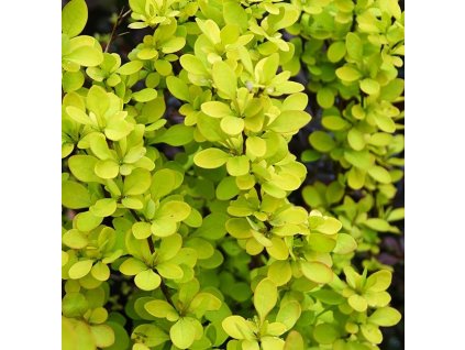 Berberis thunbergii 'Golden Rocket'® (Dřišťál Thunbergův)