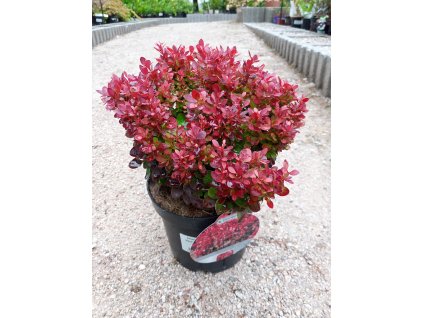 37510 2 dristal thunberguv lutin rouge berberis thunbergii lutin rouge