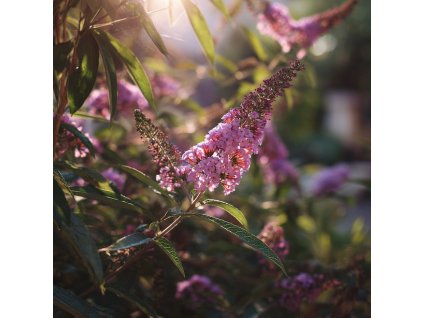 komule davidova buddleja davidii pink beauty ruzove kvetni latky na keri