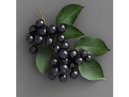 aronia-prunifolia-melanocarpa--hugin-temnoplodec-cernoplody