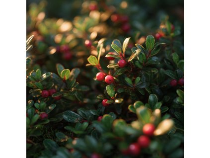 skalnik queen of carpets cotoneaster drobne stalezelenne listy a cervene plody pudopokryvne dreviny