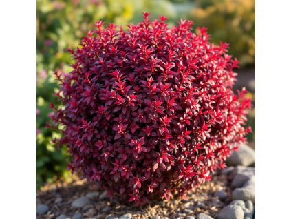 dristal thunbergii concorde zakrsly ker s purpurovymi listy v zahrade