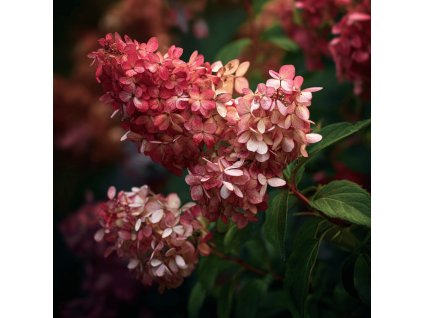 hortenzie latnata hydrangea paniculata wims red vinove cervena kvetenstvi