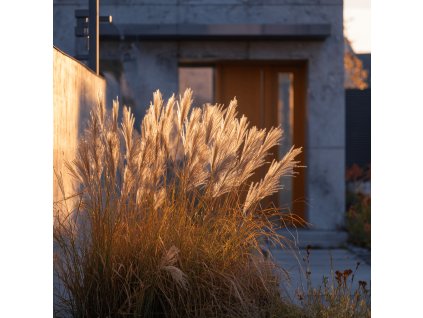 ozdobnice cinska miscanthus sinensis kleine silberspinne kvetenstvi na podzim u modernniho domu