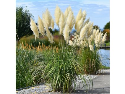 cortaderia