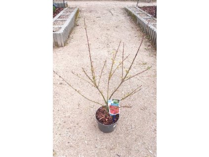 Acer palmatum 'Jerre Schwartz' (Javor dlanitolistý)