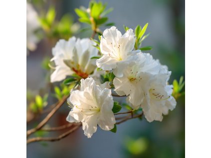 azalka japonska schneeperle bile kvety na zahradnim zahonu