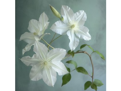 clematis