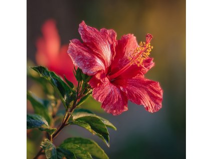 ibisek moscata hibiscus moscheutos geant red obri cerveny kvet s vyraznou tycinkou