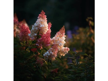 hortenzie latnata hydrangea paniculata bobo bila kvetenstvi postupne ruzovejici v zahrade