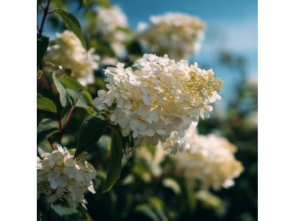 hortenzie latnata hydrangea paniculata grandiflora velka bila latnata kvetenstvi na keri