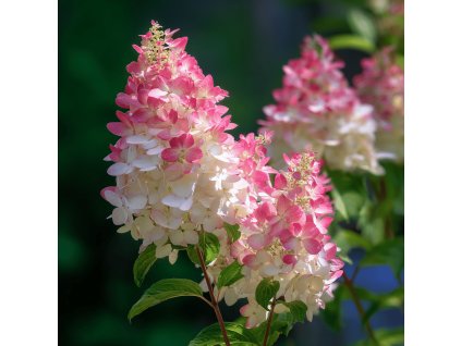hortenzie latnata hydrangea paniculata pink lady bila a ruzova kvetenstvi