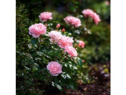 růže Rosa ‚Queen Elizabeth‘