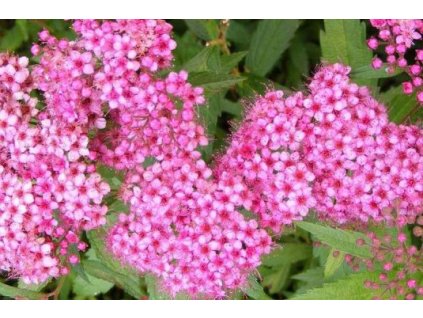 spiraea japonica anthony waterer4