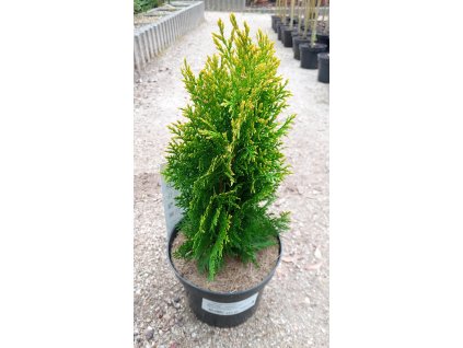 Thuja orientalis 'Aurea Nana' (Túje/Zerav východní)