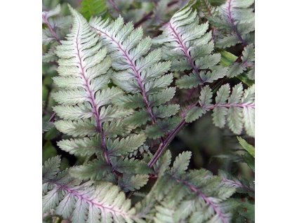 athyrium niponicum metallicum