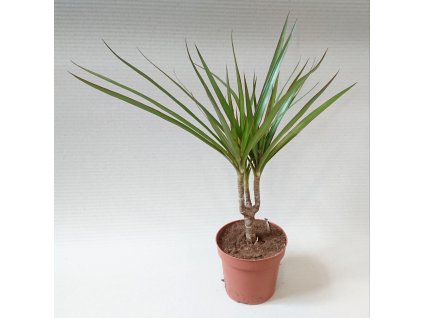 Dracaena marginata (Dračinec vroubený/Dracéna)