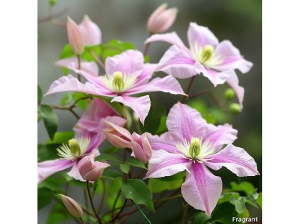 clematis Fragrand