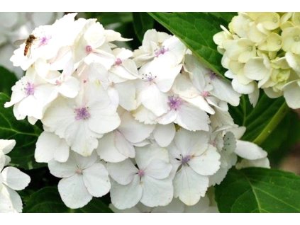 hydrangea macrophylla mme emile mouillere