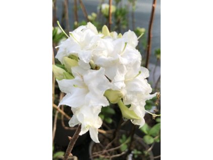 Azalea (KH) 'Whitethroat' (Azalka Knap Hill)