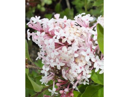 syringa microphylla superba