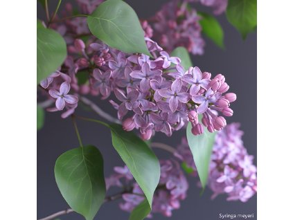 syringa Palibin