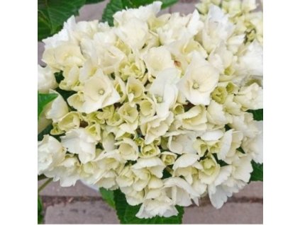 hortenzie velkolista saxon bright white hydrangea macrophylla saxon bright white