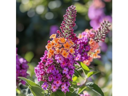 buddeleja-flower-power-rozkvetla-v-zahrade