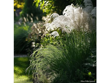 40301 1 miscanthus sin kleine silberspinne