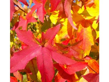 liquidambar styracifluagum ball kh 66 195 1