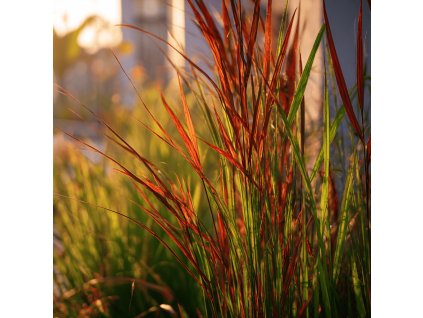 imperata cylindrica red baron okrasna trava cervene listy