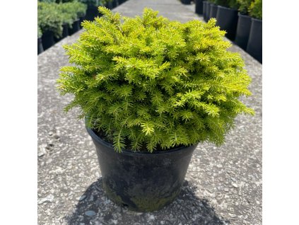 Smrk ztepilý ‘Little Gem’ (Picea abies ‘Little Gem’) je pomalu rostoucí, kulovitý trpaslík s hustým, svěže zeleným jehličím