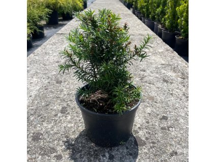 Tis červený ‘Anna’ (Taxus baccata ‘Anna’) je hustý, stálezelený keř kompaktního, kuželovitého vzrůstu