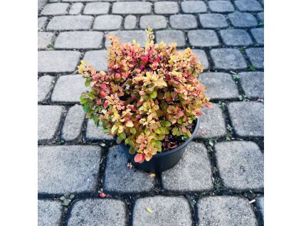 berberis-thunbergii--golden-devine