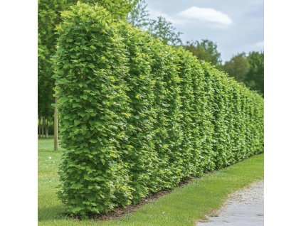 carpinus-betulus-foto-v-zahrade