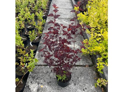 Tavola kalinolistá ‘Diabolo’ (Physocarpus opulifolius ‘Diabolo’) patří k nejpopulárnějším tmavolistým keřům – její hluboce vínové až téměř černé listy kontrastují s bílými květy v červnu