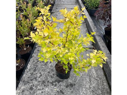 Tavola kalinolistá ‘Nugget’ (Physocarpus opulifolius ‘Nugget’) je kompaktnější zlatožlutý kultivar, který drží výšku okolo 1,5–2 m. Jarní listy přecházejí z jasně žluté do světle zelené