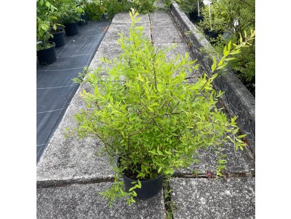 Tavolník popelavý ‘Grefsheim’ (Spiraea cinerea ‘Grefsheim’) vytváří obloukovité větve, které se brzy na jaře (III–IV) doslova obsypou drobnými, sněhově bílými kvítky.