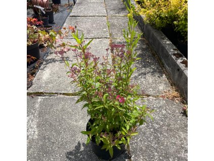 Tavolník japonský ‘Country Red’ (Spiraea japonica ‘Country Red’) je kompaktní, bohatě kvetoucí keř, který v červnu a červenci (VI–VII) zahalí vrcholky výhonů do sytě červenorůžových květních chocholíků.