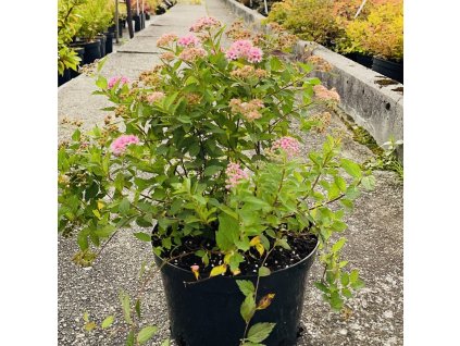 tavolnik japonsky little princess spiraea japonica little princess