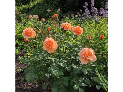 zahonova-ruze-rosa--f-woburn-abbey