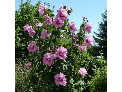 ibisek syrsky aphrodite hibiscus syriacus aphrodite