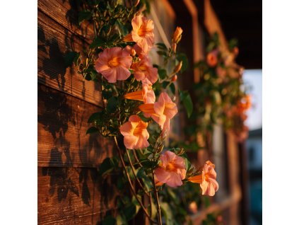 trubac indian summer oranzove trubkovite kvety popinave rostliny na drevene stene