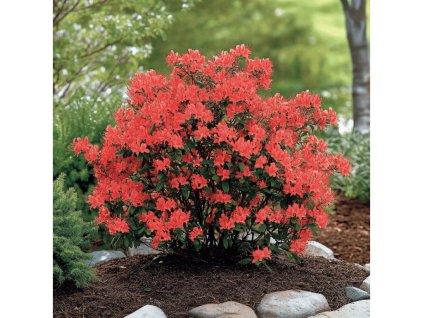 44078 azalka kh satan azalea kh satan