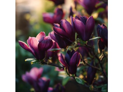 magnolie black tulip tmave purpurove tulipanovite kvety na keri