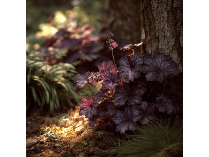 dluzicha heuchera palace purple purpurove listy u stromu