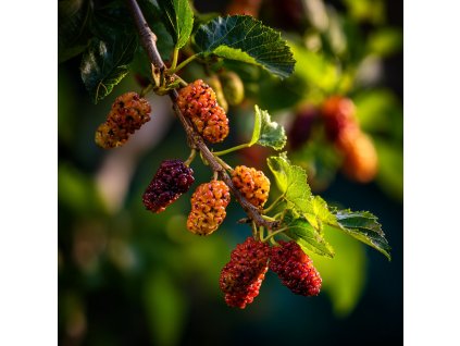 morus bila morus alba zrajici plody moruse na vetvi s zelennymi listy
